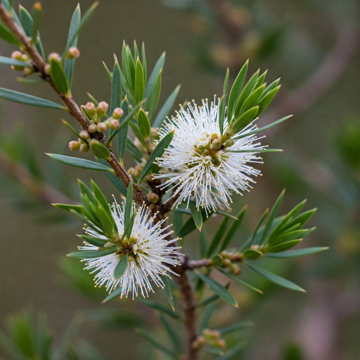 Breathe Better with Cajeput Oil: A Natural Remedy for Congestion and Colds - Futures ETC