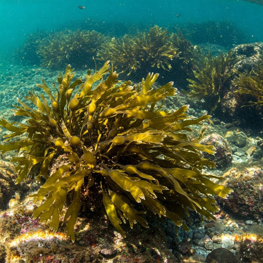 Bladderwrack Health Benefits: Unveiling the Antioxidant Rich Superfood from the Sea - Futures ETC