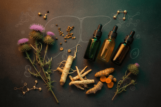 How the Liver Works — Anatomy, Detoxification Pathways, and the Herbs That Support Every Function - Futures ETC