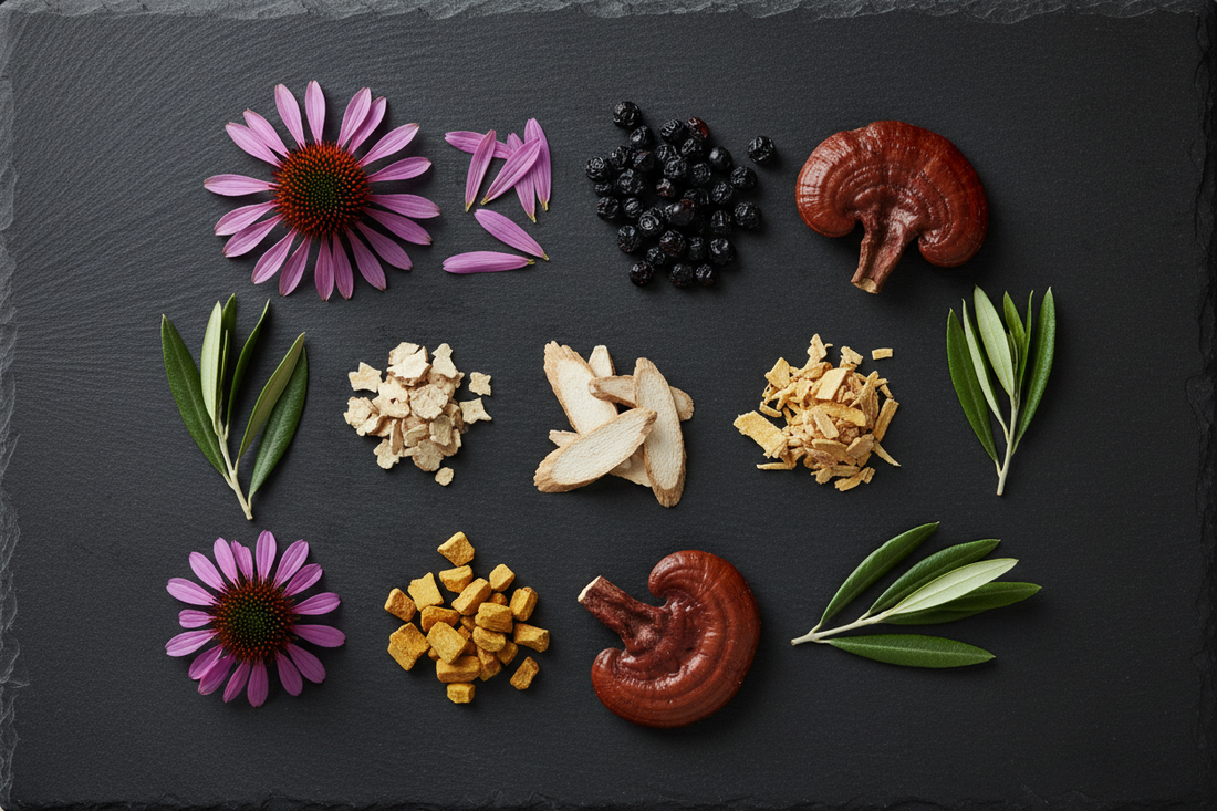 The Immune System Explained: How It Works and the Best Herbs That Support It