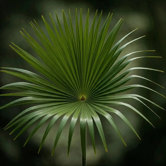 Saw Palmetto (Serenoa repens): Prostate Health, Hair Loss & Hormonal Balance Benefits - Futures ETC