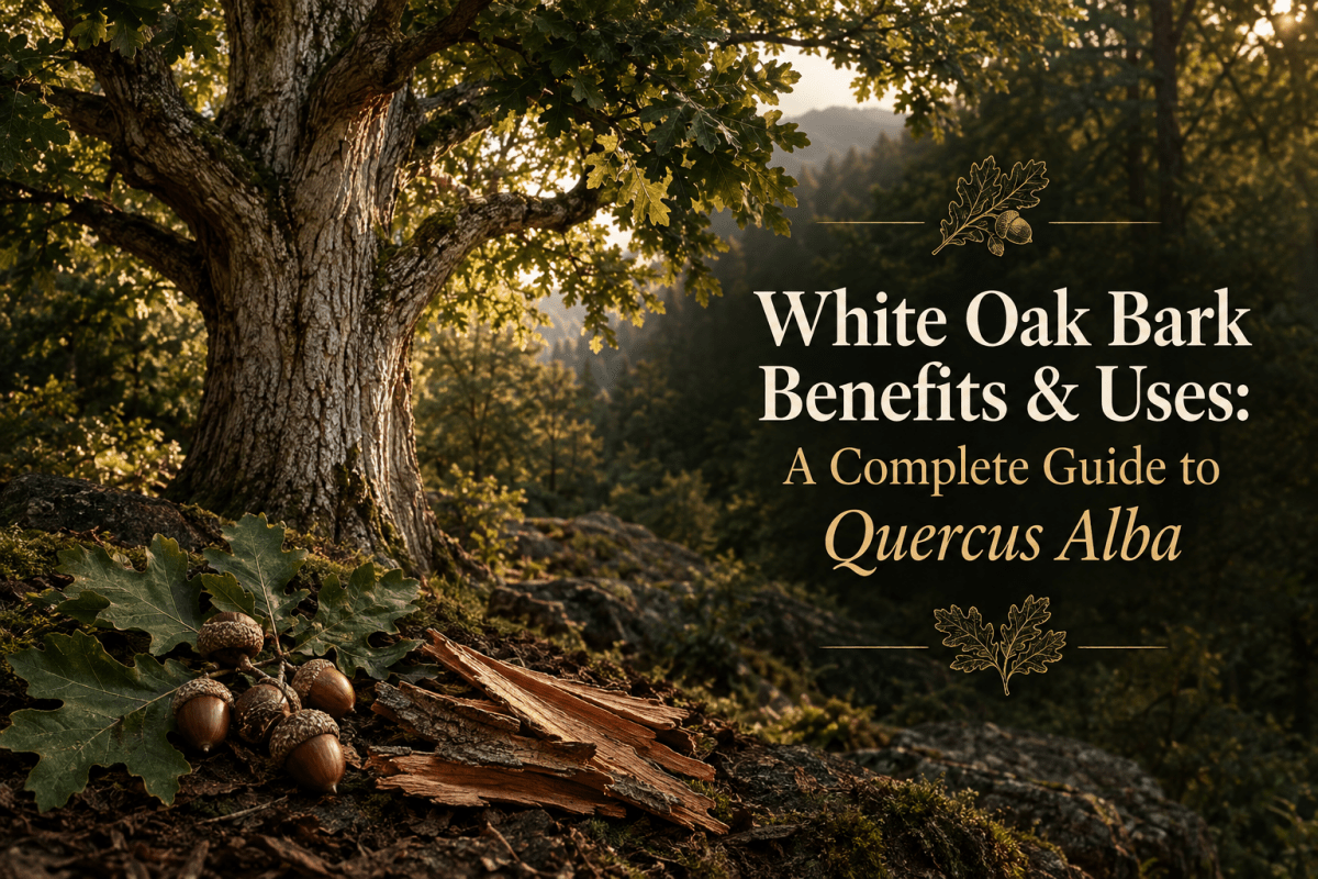 White Oak Bark Benefits &amp; Uses: A Complete Guide to Quercus Alba - Futures ETC