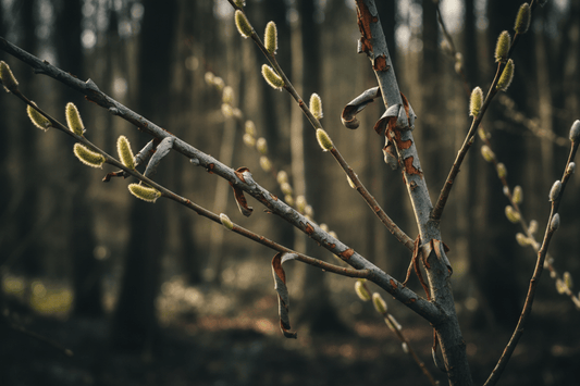 Willow Bark Interactions with 50 Pharmaceuticals - Futures ETC