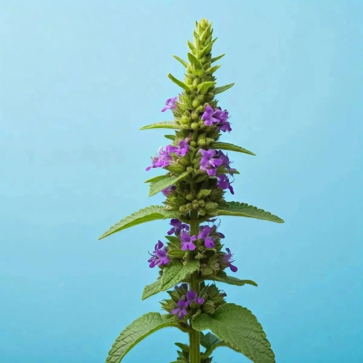 Yerba Santa (Eriodictyon californicum): Medicinal Uses, Health Benefits & Herbal Synergies - Futures ETC