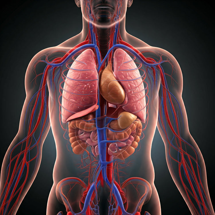 Circulatory System