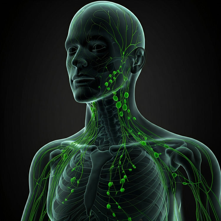 Lymphatic System