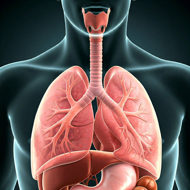 Respiratory System