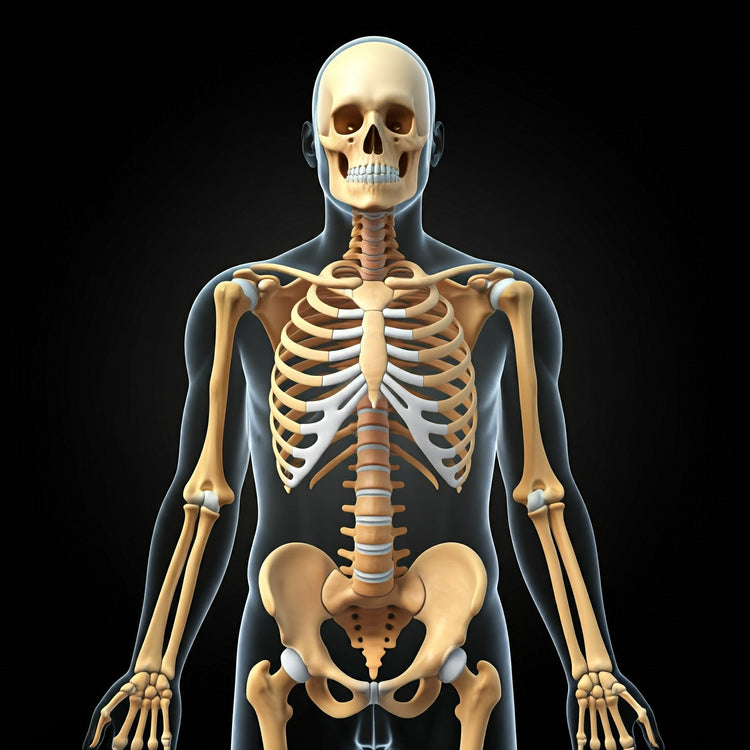 Skeletal System