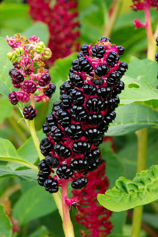 Inkberry [Poke Root] (Phytolacca decandra)