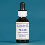 Angelica (Angelica archangelica) for Digestive, Respiratory & Stress Relief