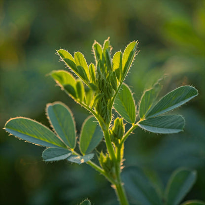 Alfalfa (Medicago sativa)