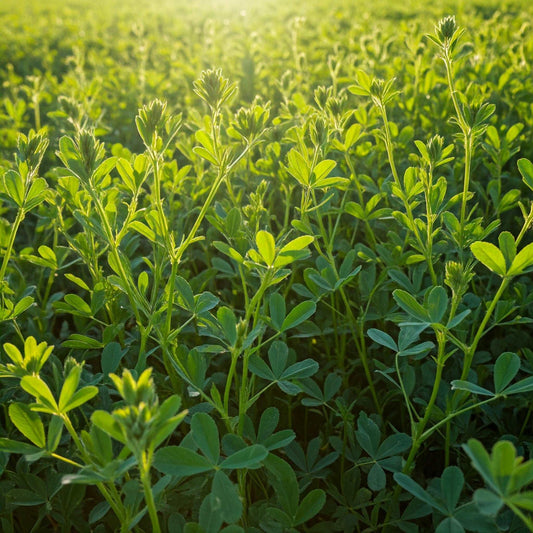 A close-up image of a field of lush green alfalfa plants. The sun is shining brightly, casting a warm glow on the plants and creating a soft, blurred background.