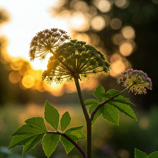 A close-up photo of an Angelica plant in a field. The plant has large, umbrella-shaped clusters of small, pink flowers. The sun is setting behind the plant, casting a golden glow on the flowers and creating a beautiful bokeh effect in the background.