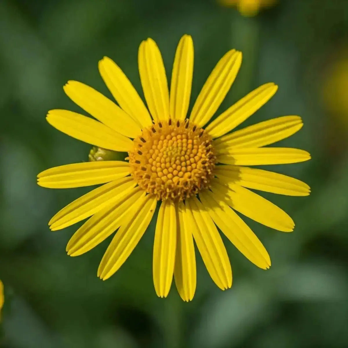 False Arnica (Heterotheca inuloides) - Futures ETC Tincture