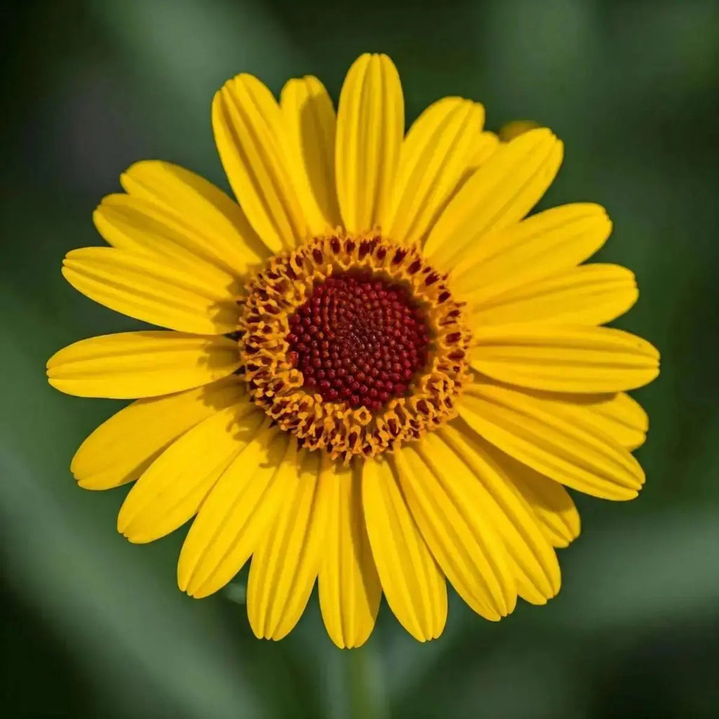False Arnica (Heterotheca inuloides) - Futures ETC Tincture