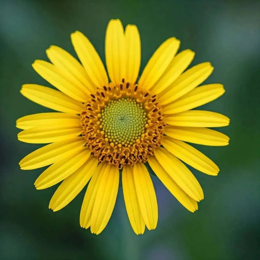 False Arnica (Heterotheca inuloides) - Futures ETC Tincture
