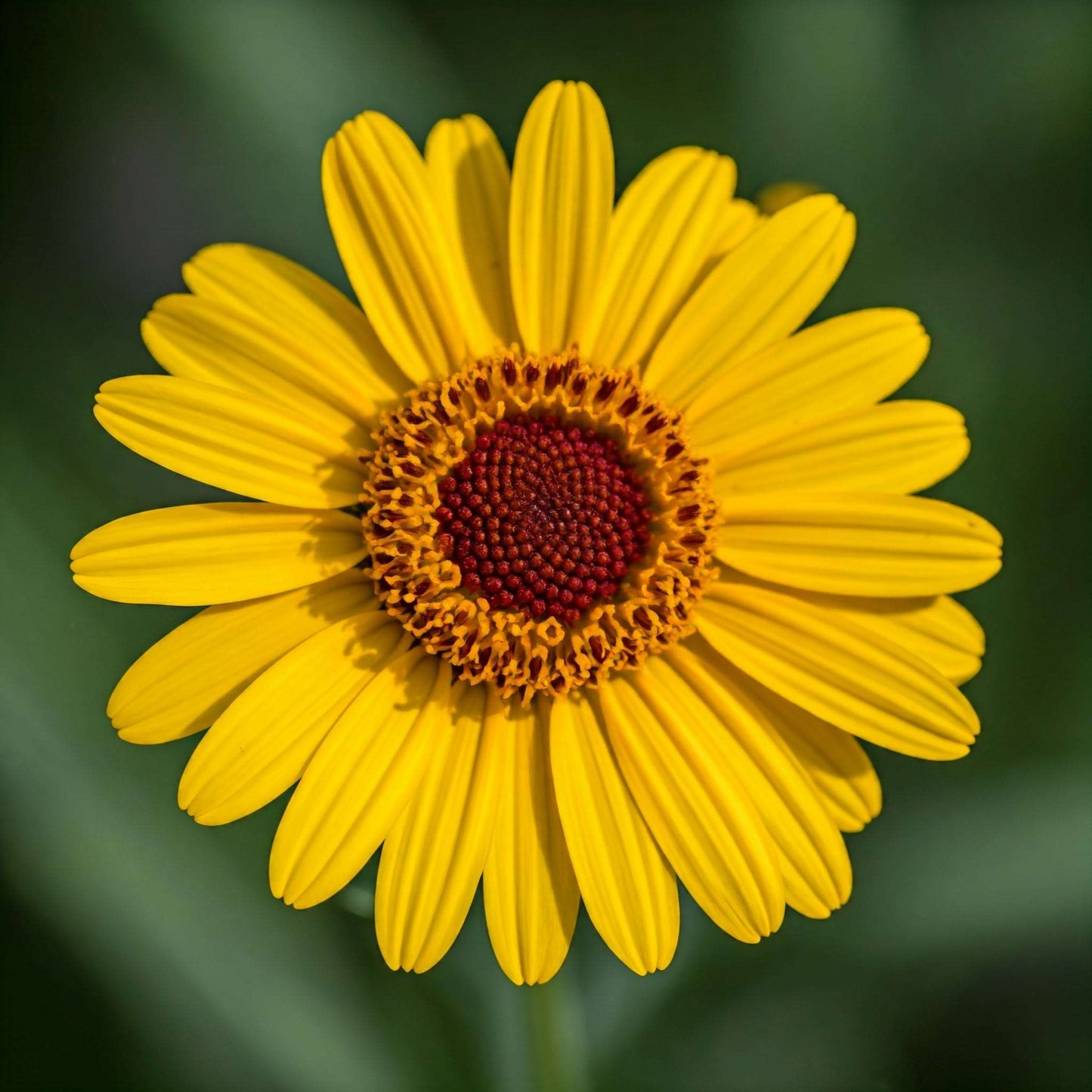 Arnica (Heterotheca indloides)