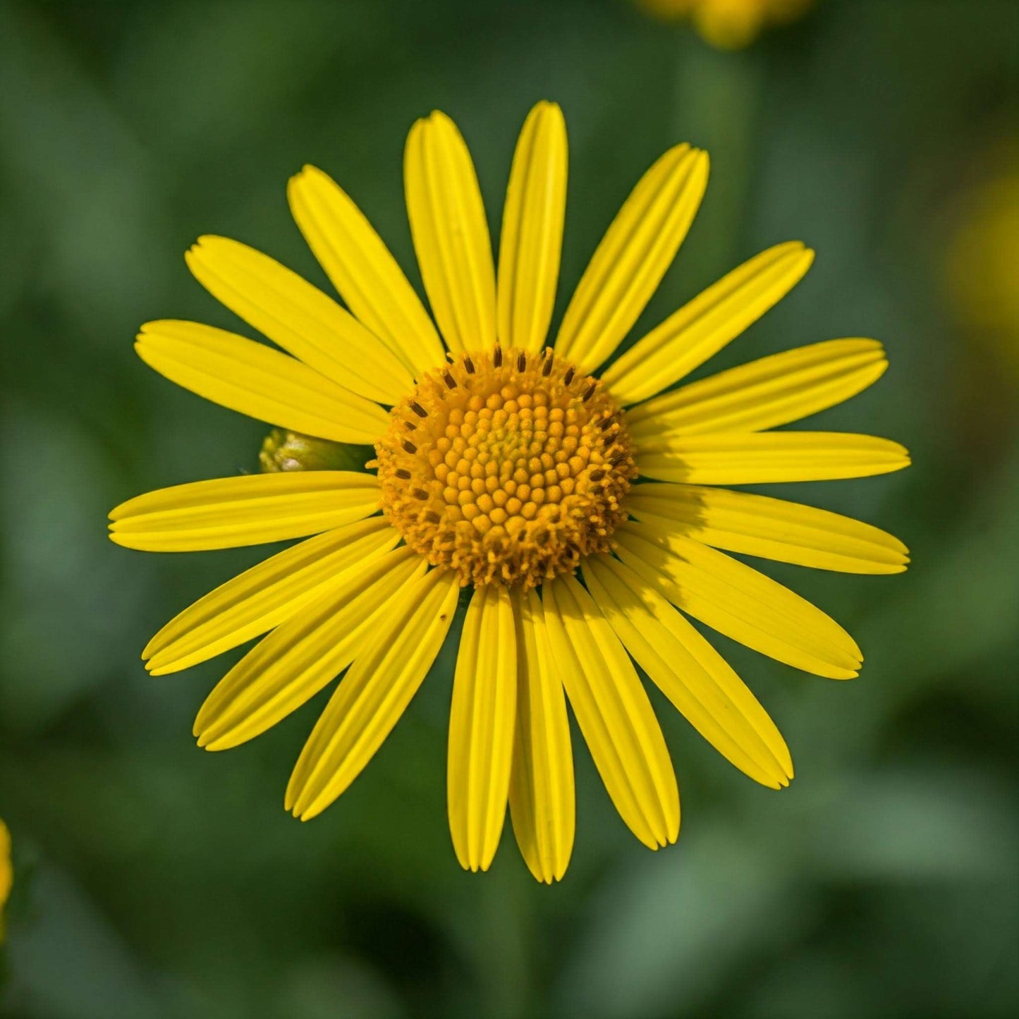 Arnica (Heterotheca indloides) [Buy3, Get 1 FREE]  A close-up photo of a bright yellow daisy-like flower with a dark green background.