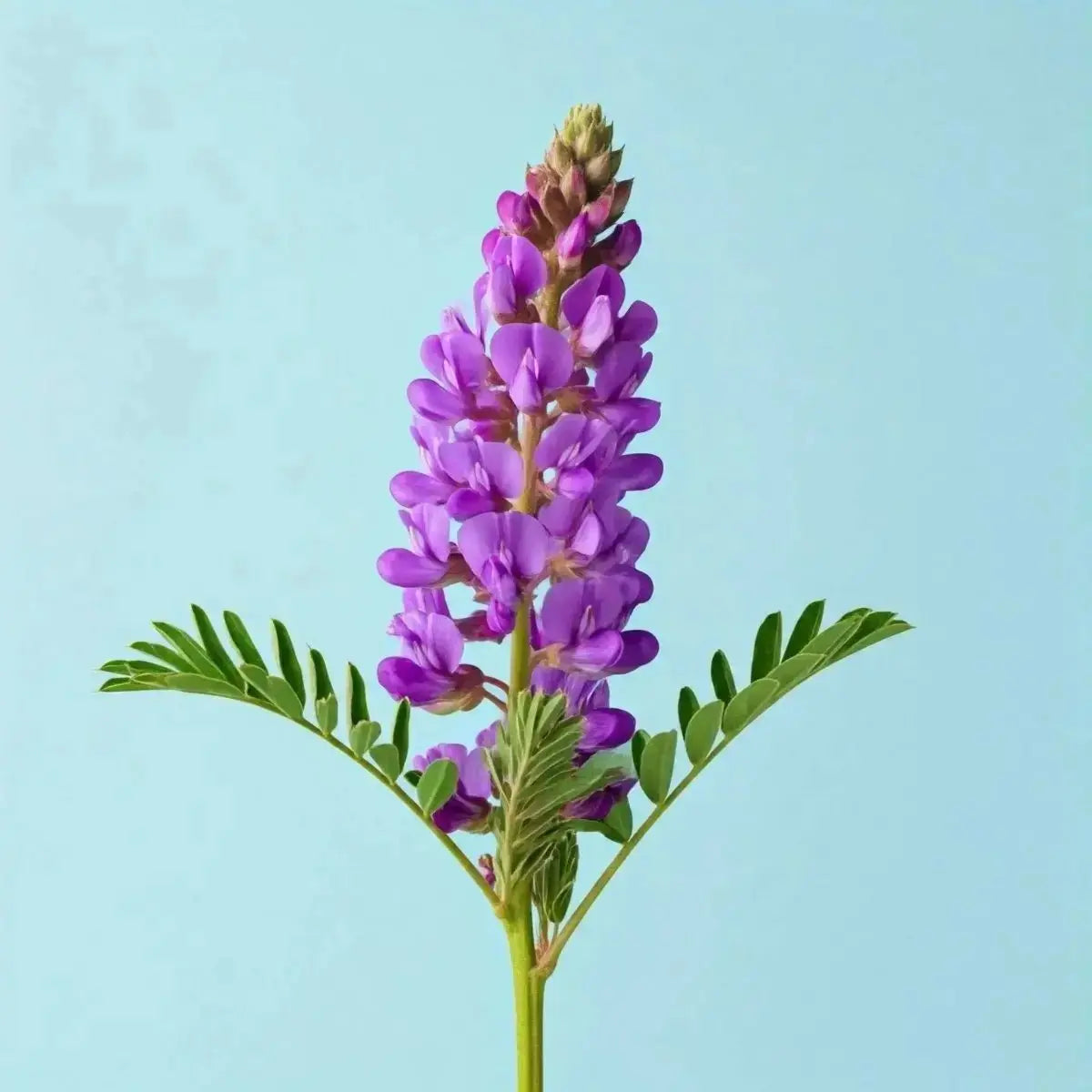 Astragalus Huáng Qi (Astragalus membranaceus) - Futures ETC Tincture