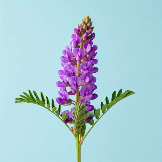 Astragalus Huáng Qi (Astragalus membranaceus) A close-up photo of a bright purple flower with a light blue background. The flower has a tall, slender stem with several clusters of small, vibrant purple blooms.