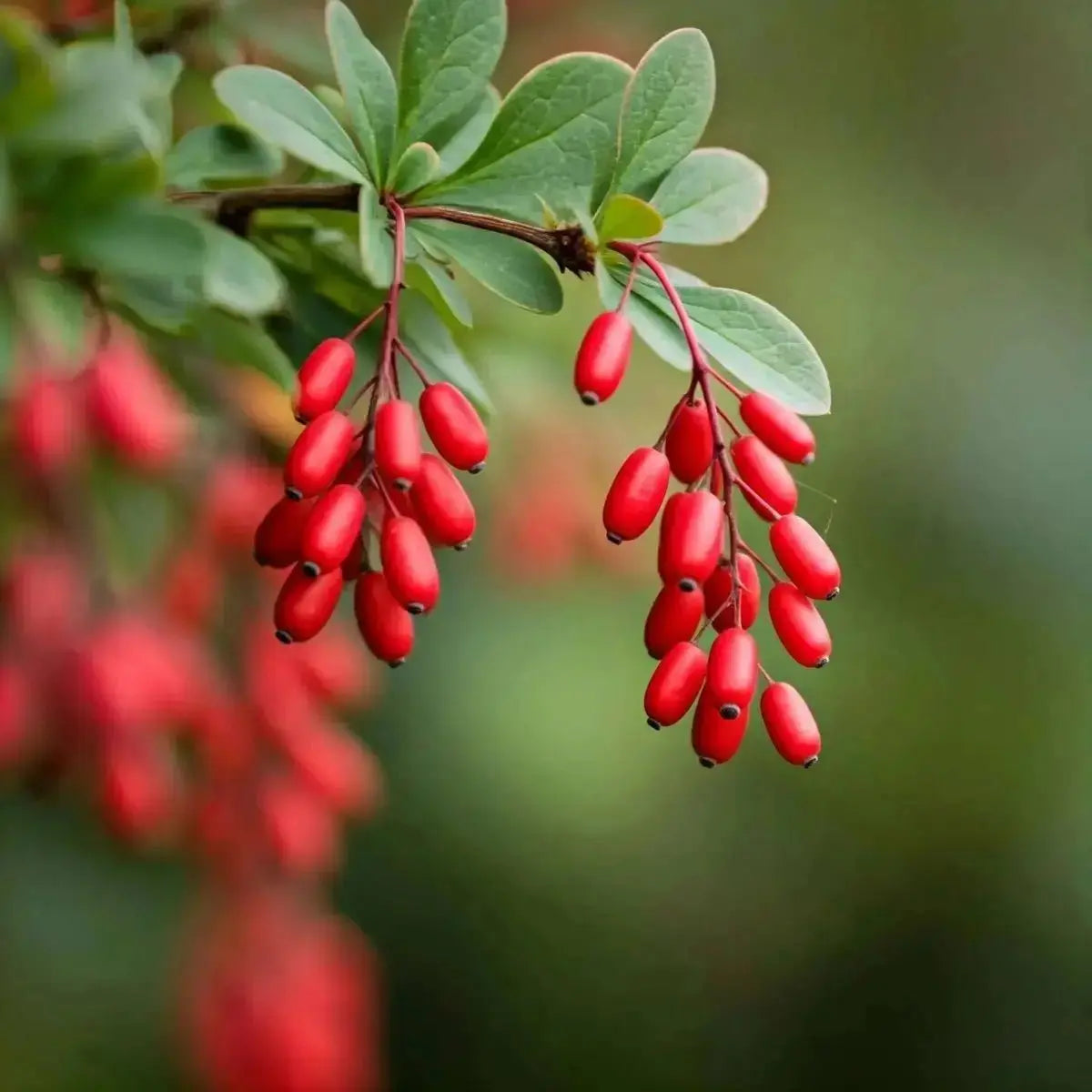 Barberry (Berberis vulgaris) - Futures ETC Tincture