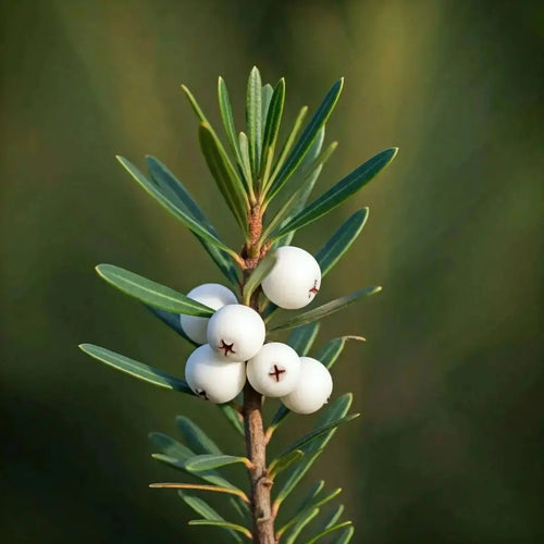 Bayberry (Myrica cerifera) - Futures ETC Tincture