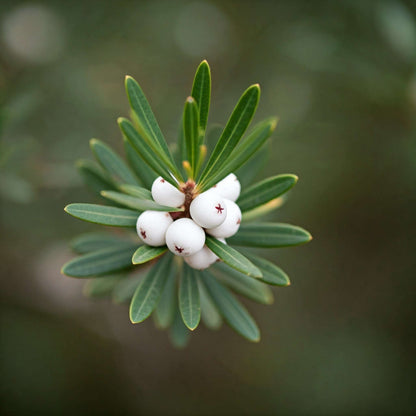 Bayberry (Myrica cerifera)