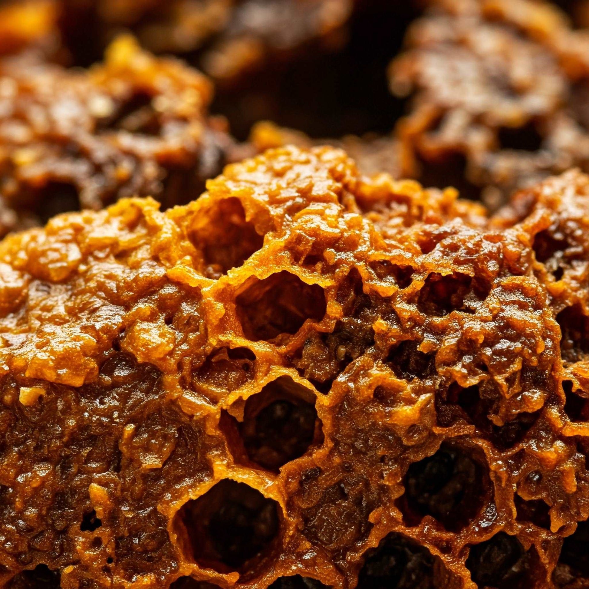 Bee Propolis A close-up image of a honeycomb filled with honey. The honeycomb is a golden brown color and has a hexagonal pattern.