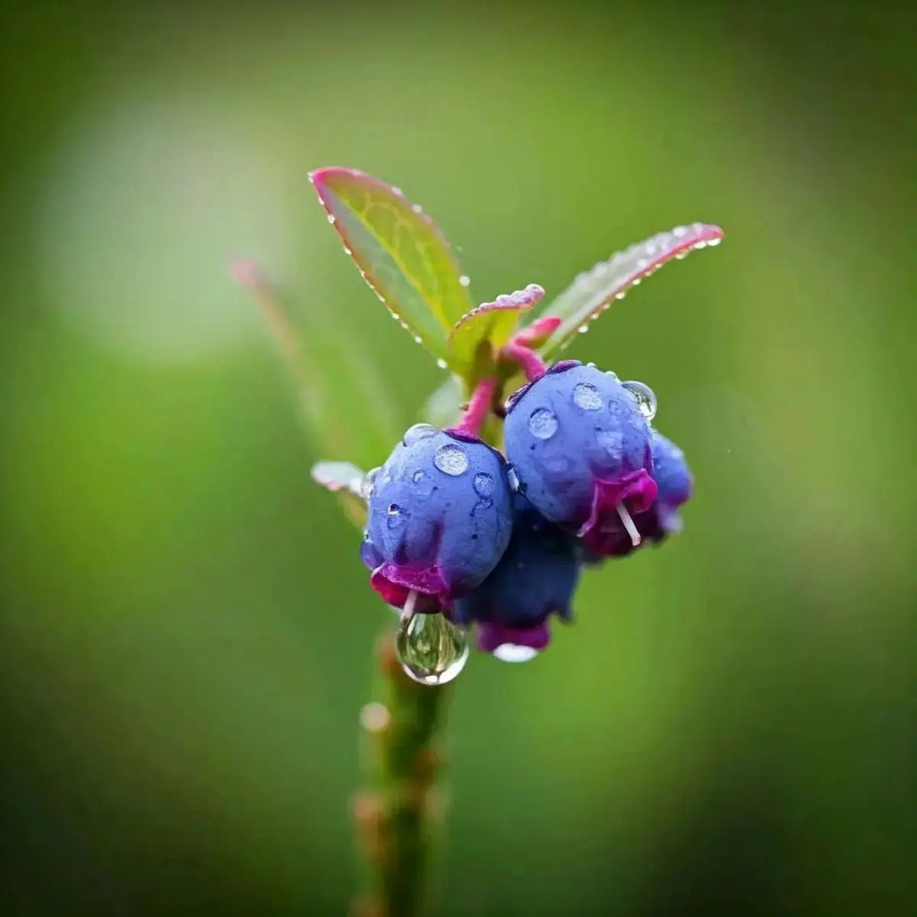 Bilberry (Vaccinium myrtillus) - Futures ETC Tincture