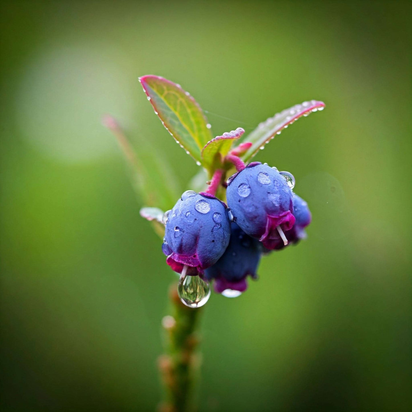 Bilberry (Vaccinium myrtillus)