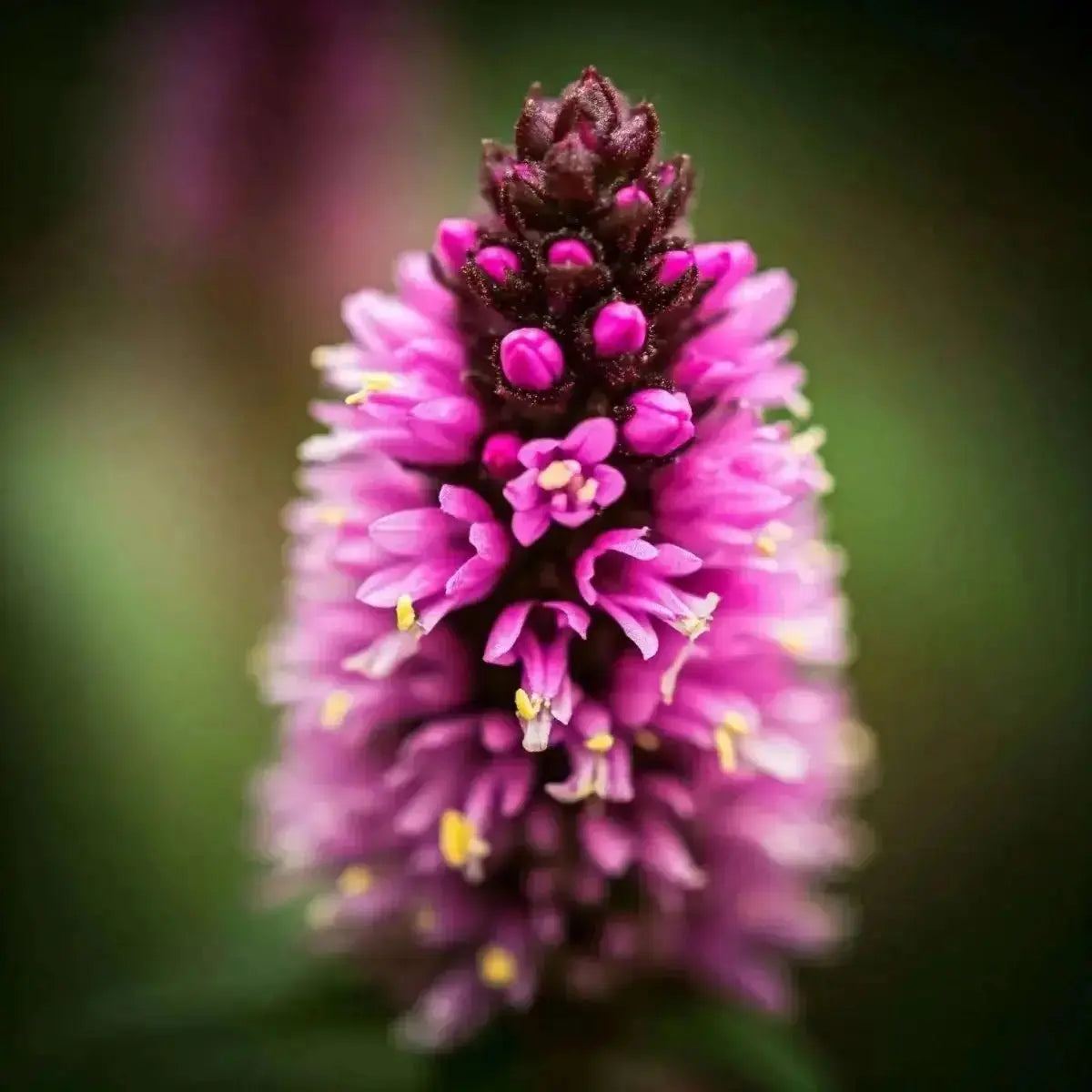Bistort (Polygonum bistorta) - Futures ETC Tincture