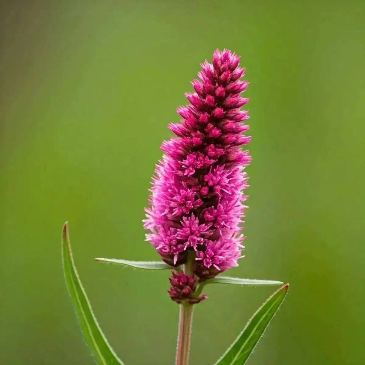 Bistort (Polygonum bistorta) - Futures ETC Tincture