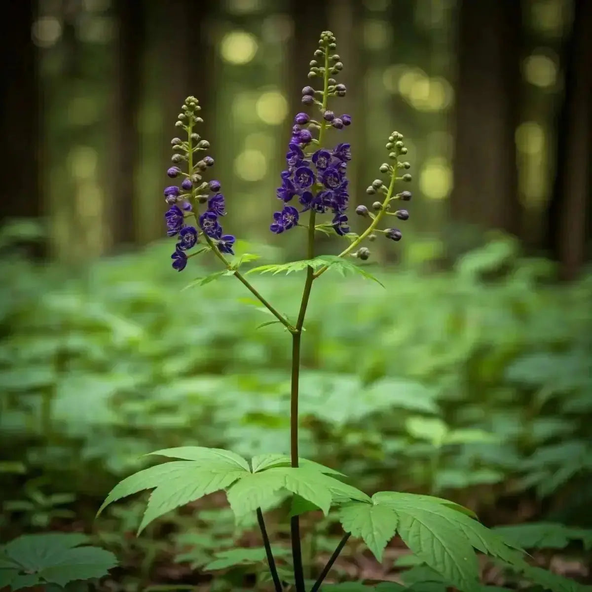 Black Cohosh (Actaea racemosa) & Blue Cohosh (Caulophyllum thalictroides) - Futures ETC Tincture
