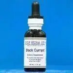 Black Currant (Ribes nigrum) - Futures ETC Tincture