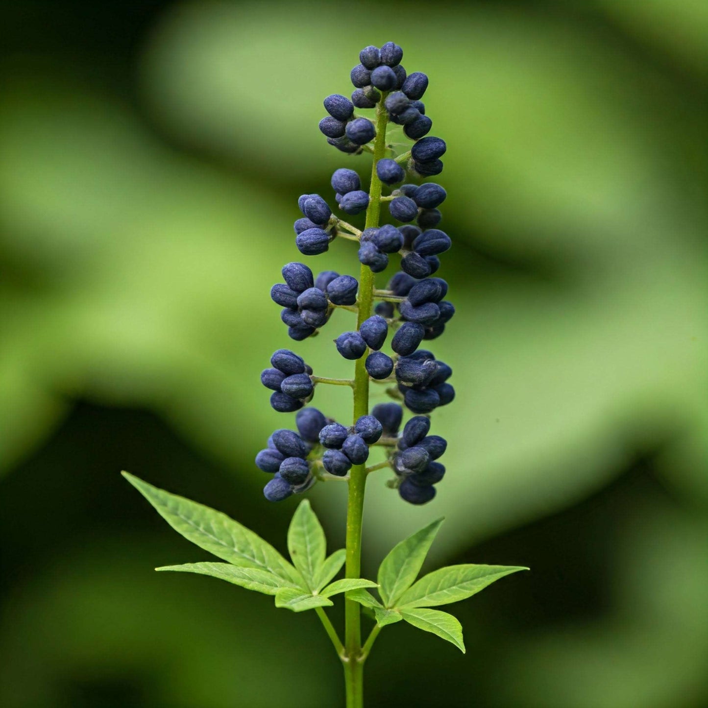 Black Cohosh (Cimicifuga racemosa) & (Caulophyllum thalictroides)