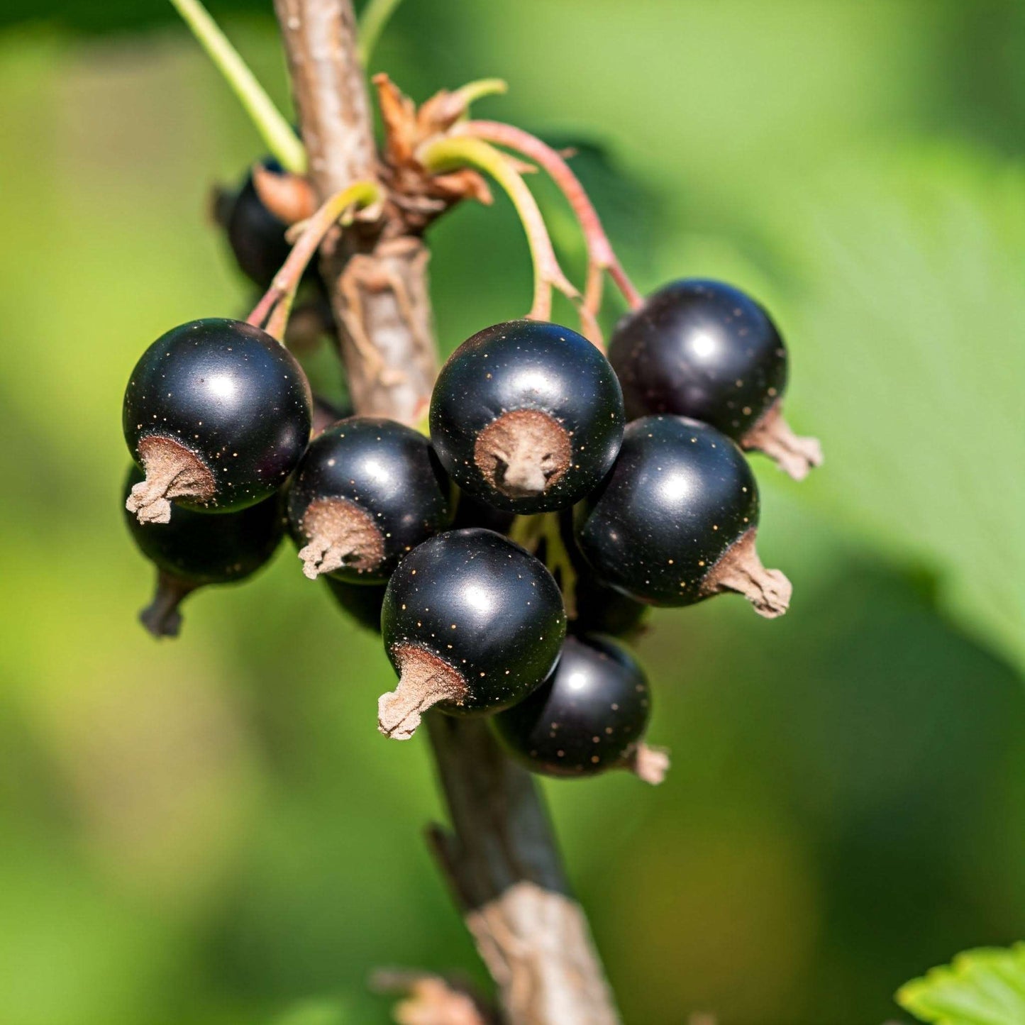 Black Currant (Ribes nigrum)