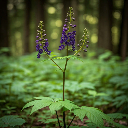 Black Cohosh (Cimicifuga racemosa) & (Caulophyllum thalictroides)