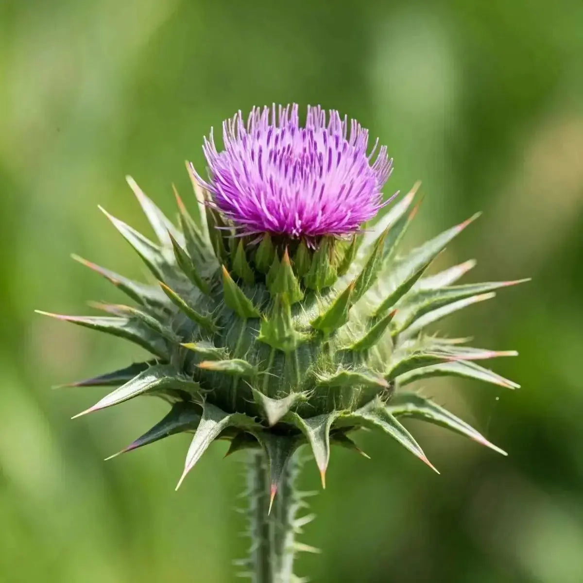 Blessed Thistle (Cnicus benedictus) - Futures ETC Tincture
