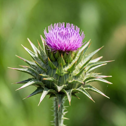 Blessed Thistle (Cnicus benedictus)