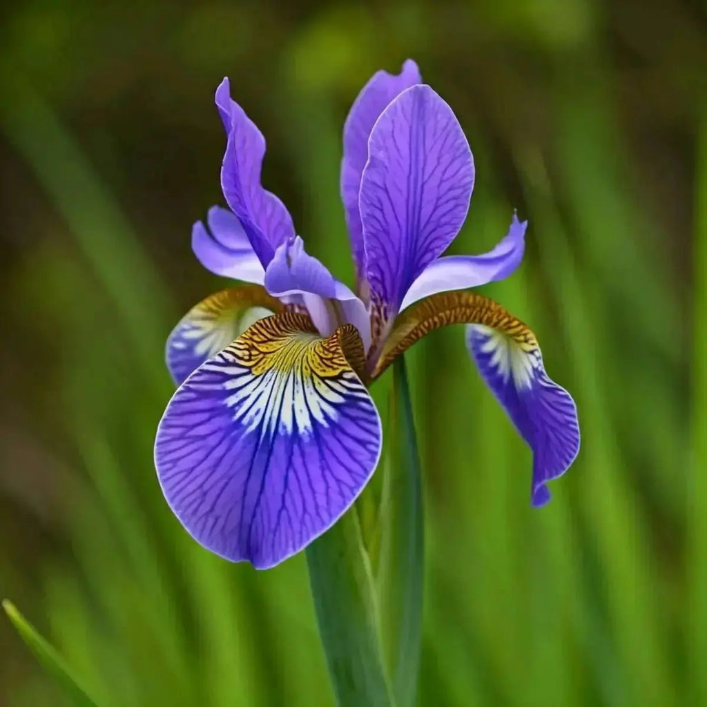 Blue Flag (Iris versicolor) - Futures ETC Tincture