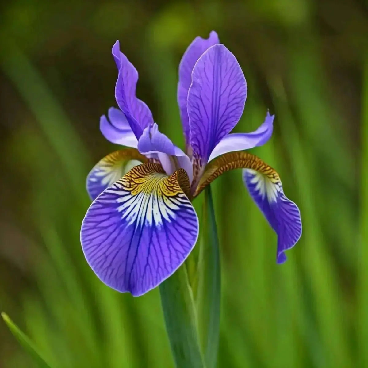 Blue Flag (Iris versicolor) - Futures ETC Tincture
