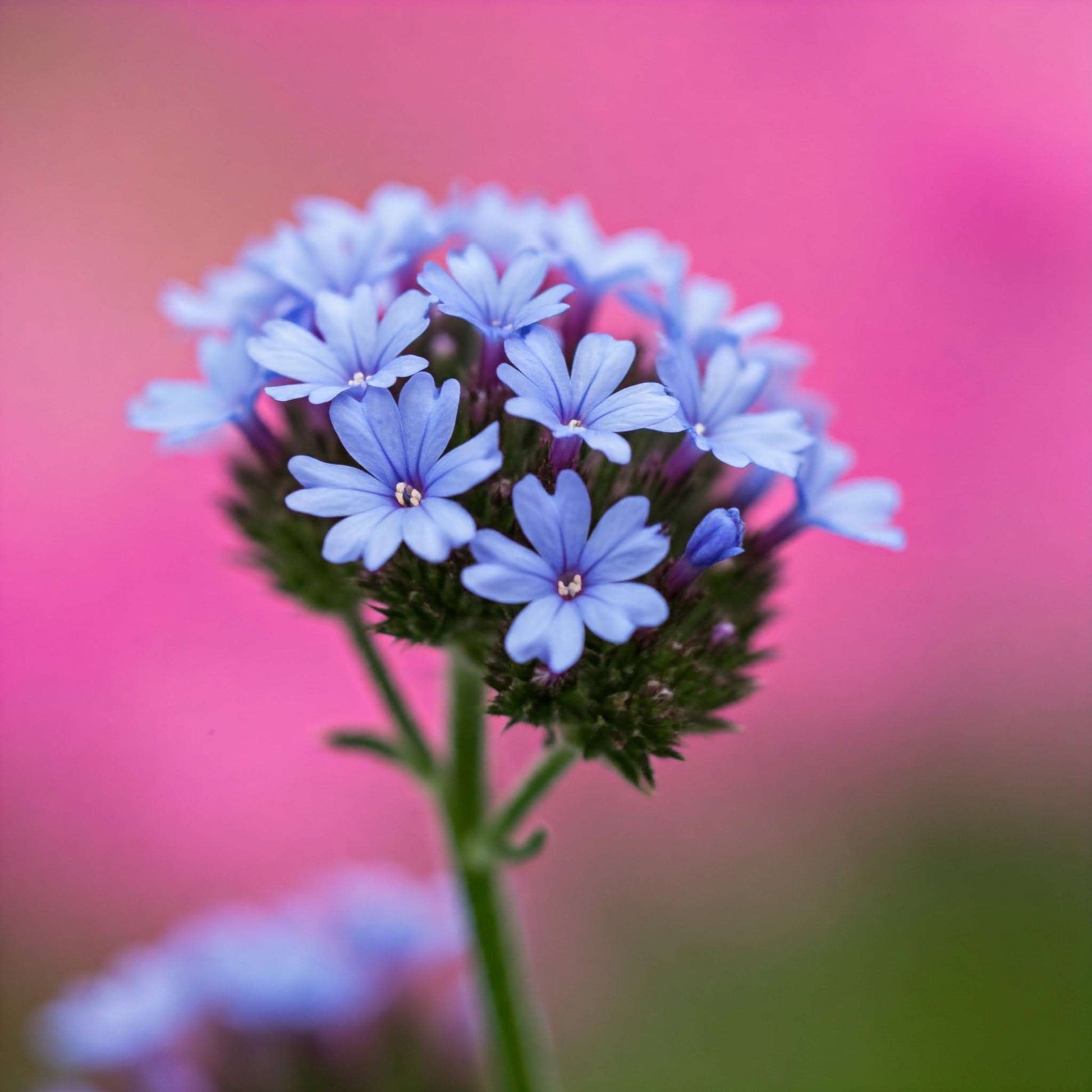 Blue Vervain (Verbena hastata)