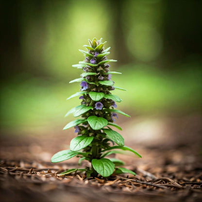 Bugleweed (Lycopus americanus)