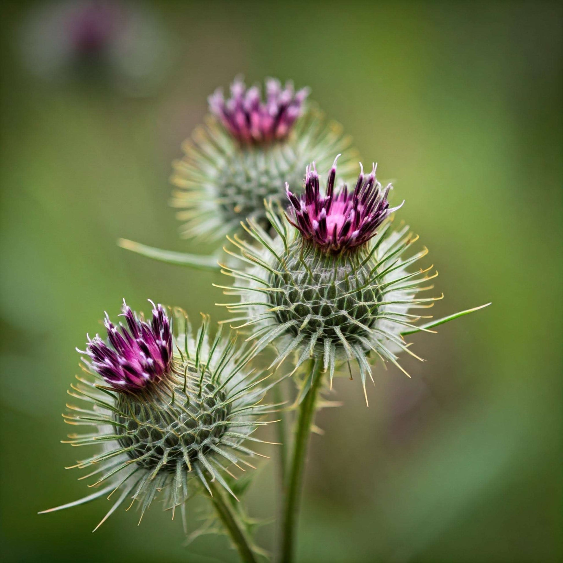 Burdock (genus Arctium)