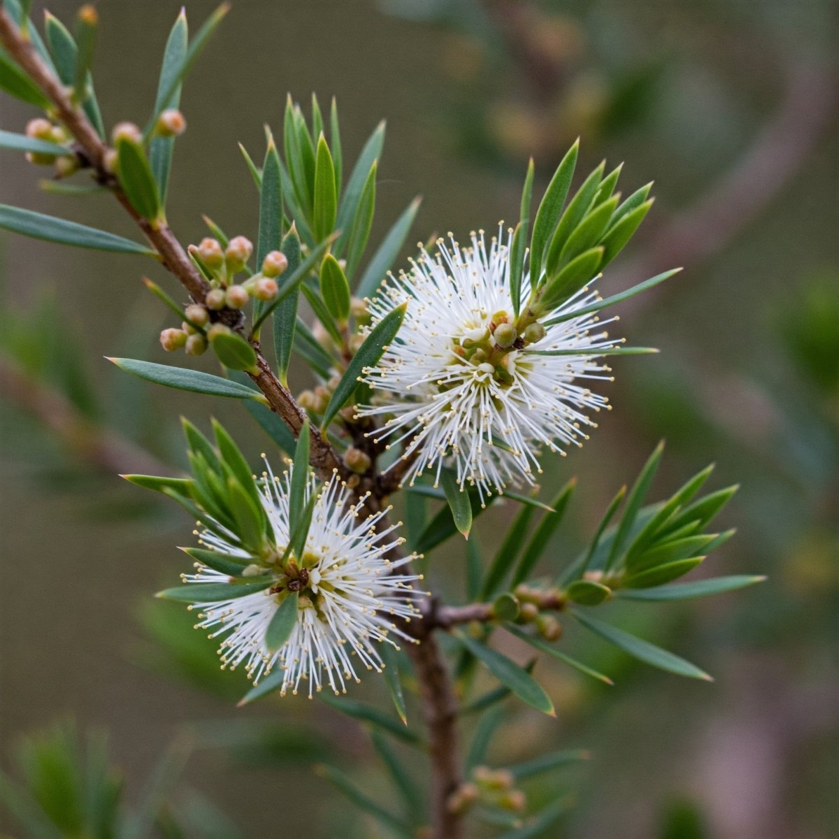 Cajeput Oil (Melaleuca cajuputi), Tincture, Futures ETC