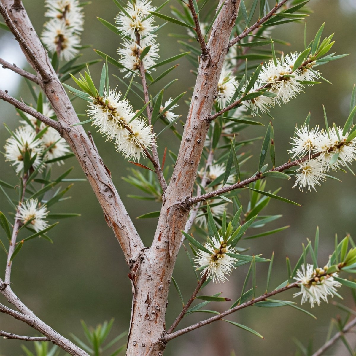 Cajeput Oil (Melaleuca cajuputi), Tincture, Futures ETC