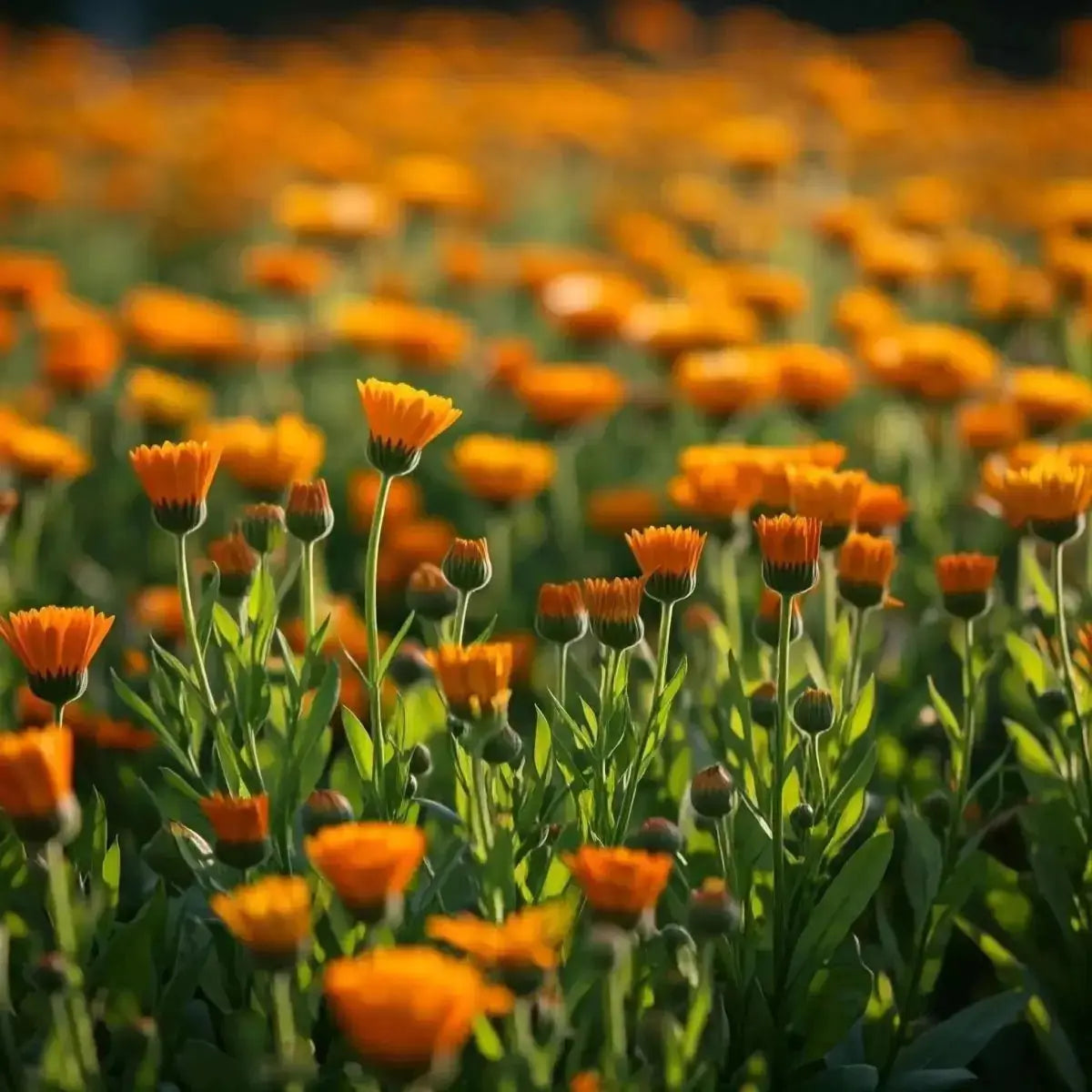 Calendula (Calendula officinalis) - Futures ETC Tincture