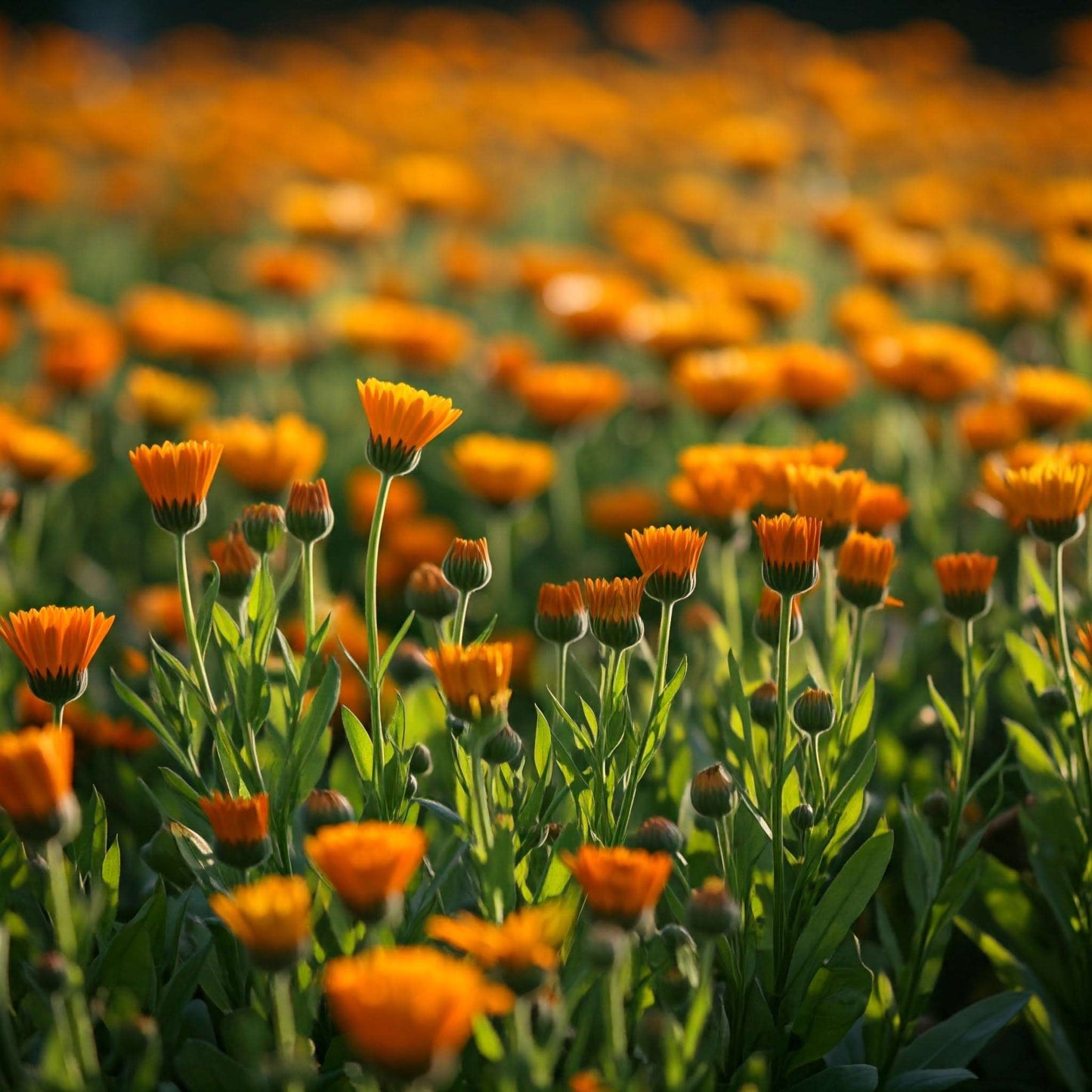 Calendula (Calendula officinalis)