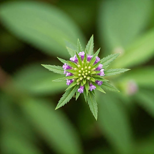 Carpenter's Square (Figwort) (Scrophularia marilandica)