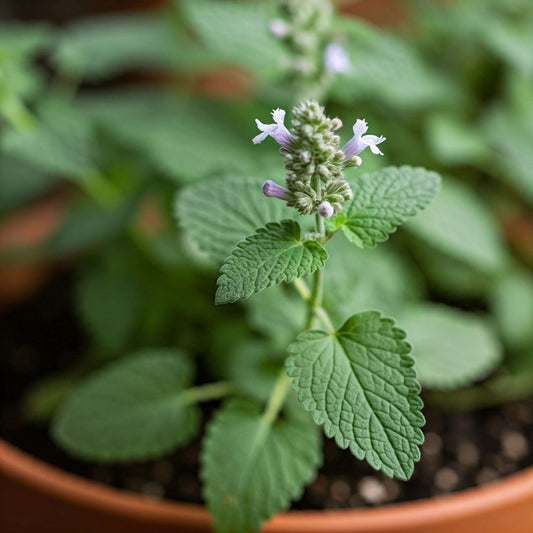 Catnip (Nepata cataria)